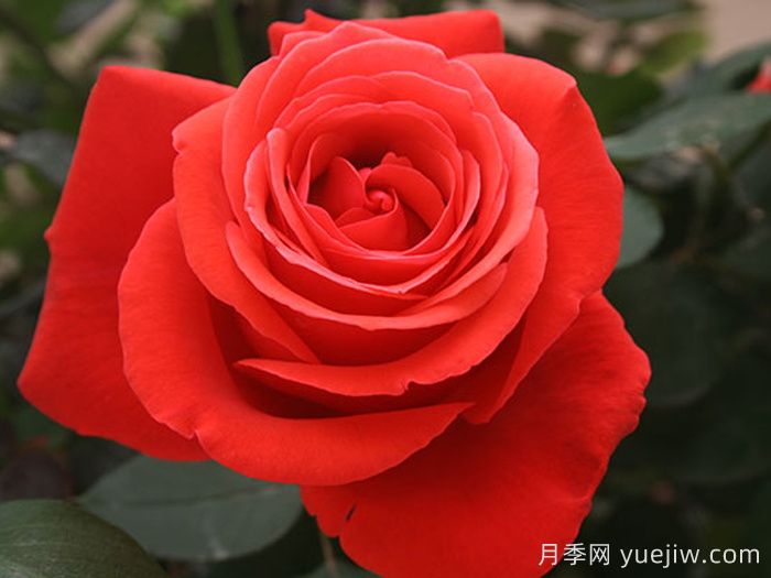 绯扇月季/菲扇/红扇(图1)