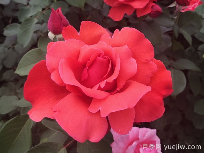 绯扇月季/菲扇/红扇(图5)