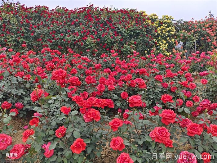 绯扇月季/菲扇/红扇(图6)