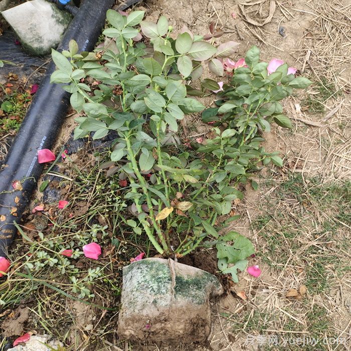绯扇月季/菲扇/红扇(图8)