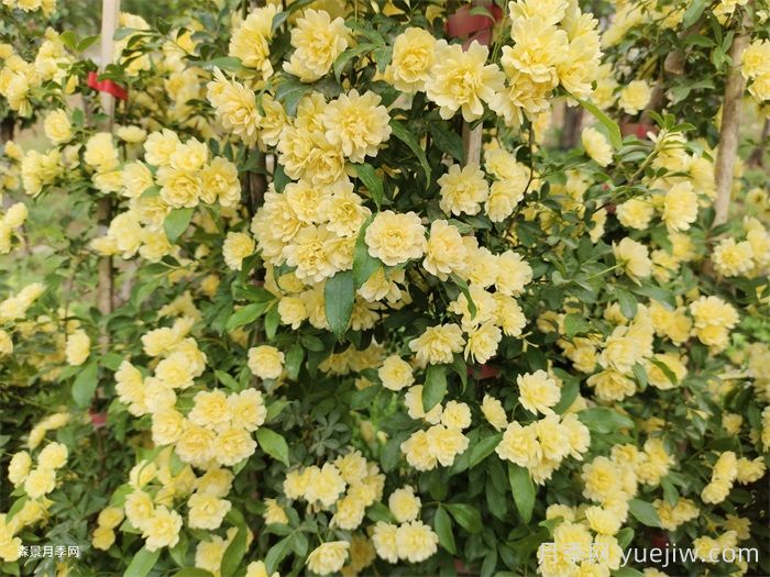 黄木香蔷薇(图3)