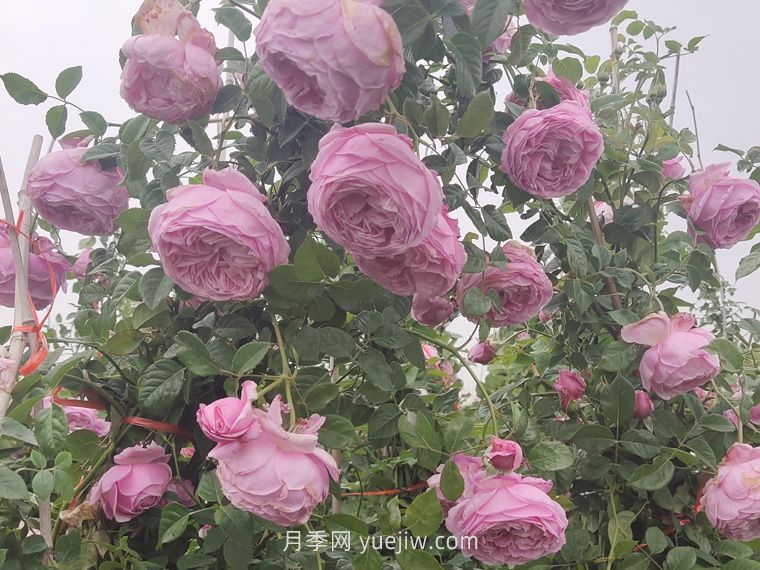 自由精神月季(图3)