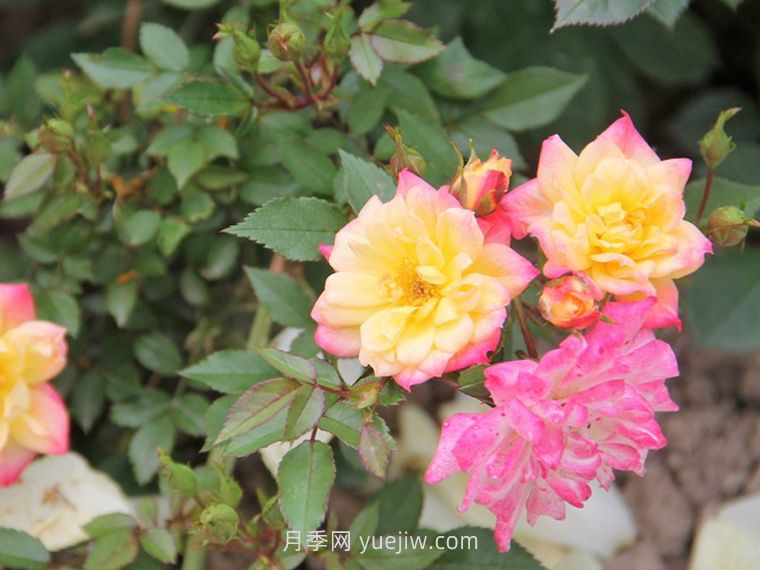 小五彩月季介绍和优缺点(图1)
