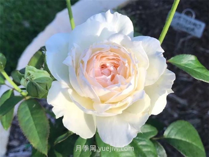 推荐十款***值得入手的白色月季品种(图3)