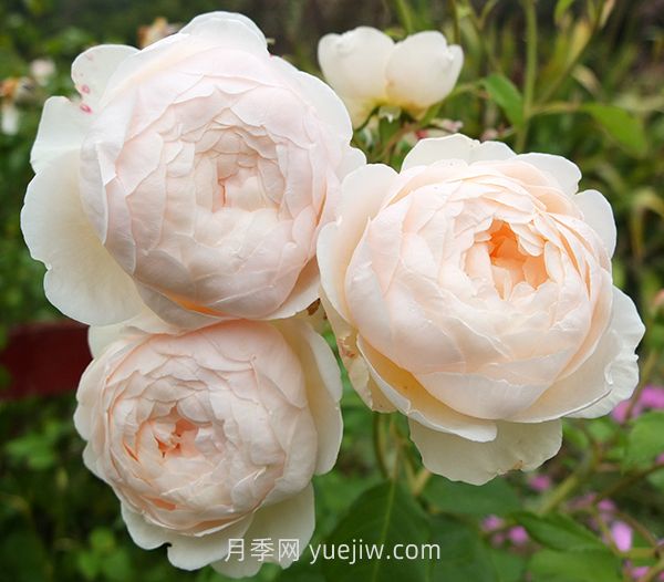 温德米尔月季介绍和优缺点(图1)