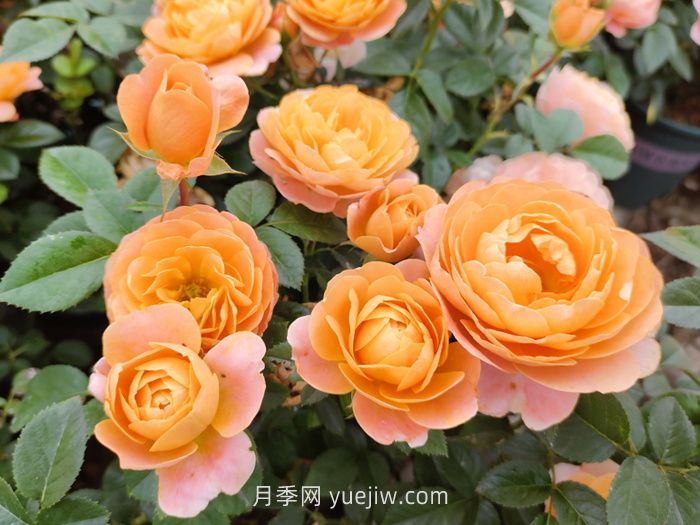 推荐88个***美月季品种，让花友美到心醉，陶醉其中(图2)