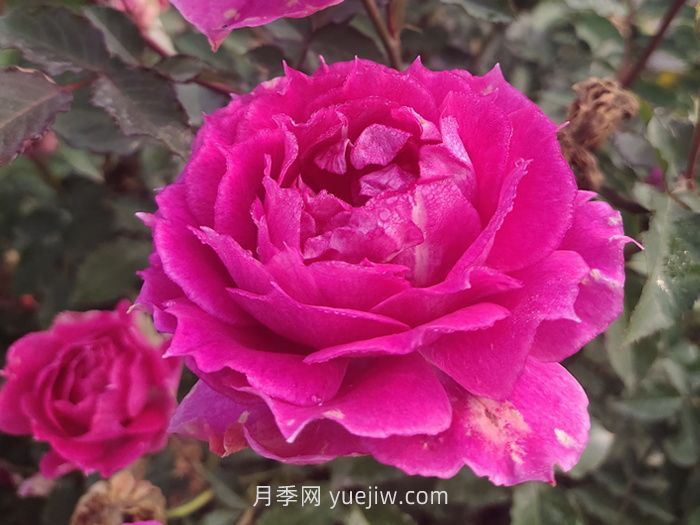 推荐88个***美月季品种，让花友美到心醉，陶醉其中(图3)