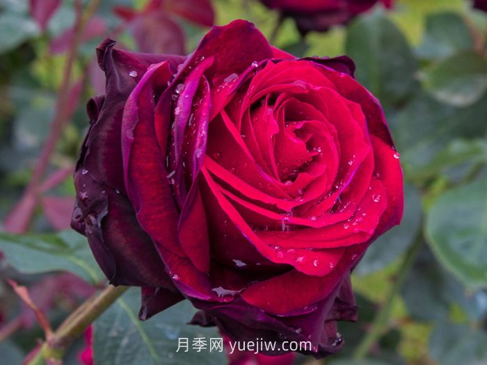 推荐88个***美月季品种，让花友美到心醉，陶醉其中(图4)