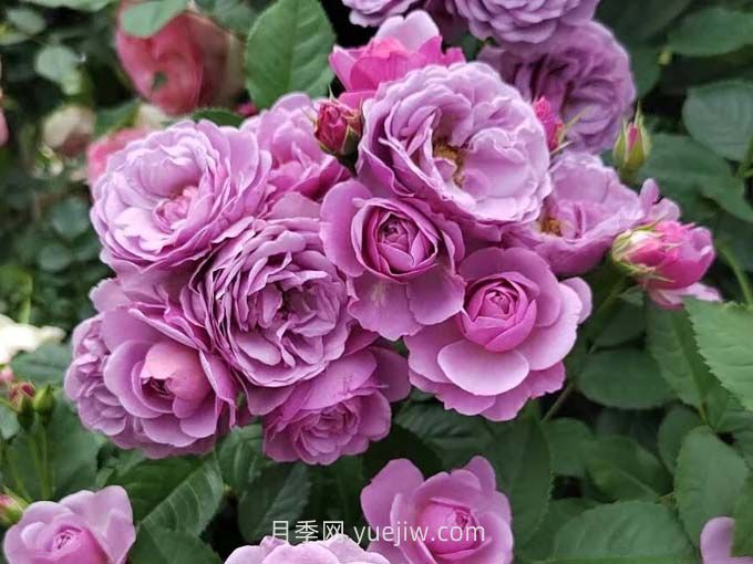 推荐88个***美月季品种，让花友美到心醉，陶醉其中(图6)