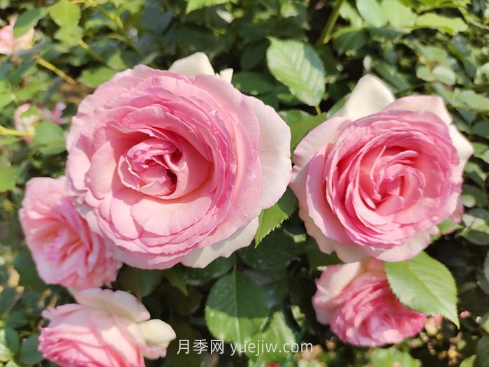 推荐88个***美月季品种，让花友美到心醉，陶醉其中(图7)