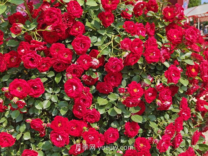 推荐88个***美月季品种，让花友美到心醉，陶醉其中(图9)