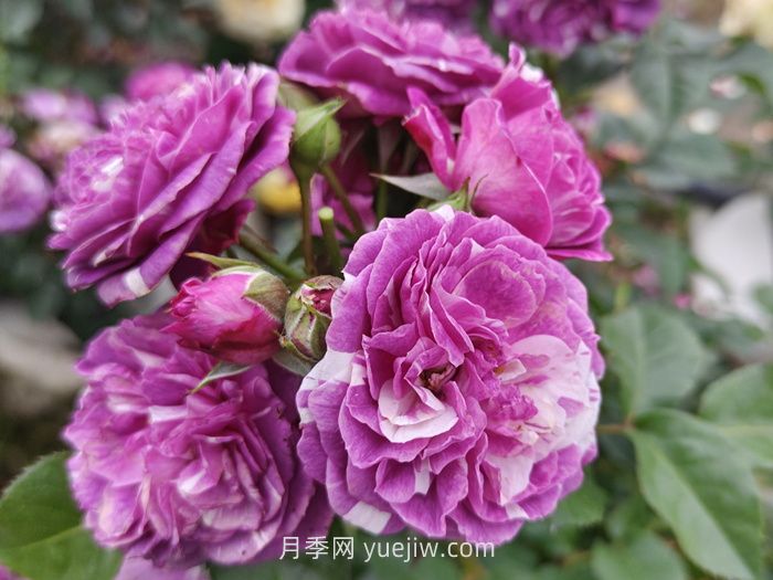 推荐88个***美月季品种，让花友美到心醉，陶醉其中(图11)