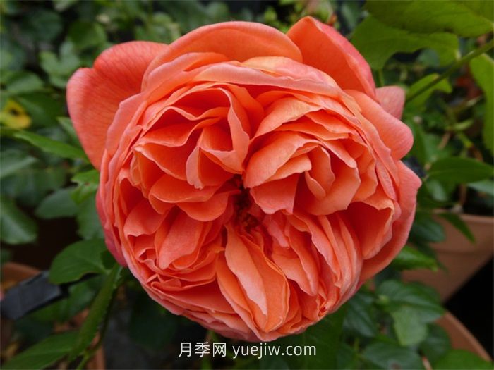 橙色月季哪个品种花大？(图2)
