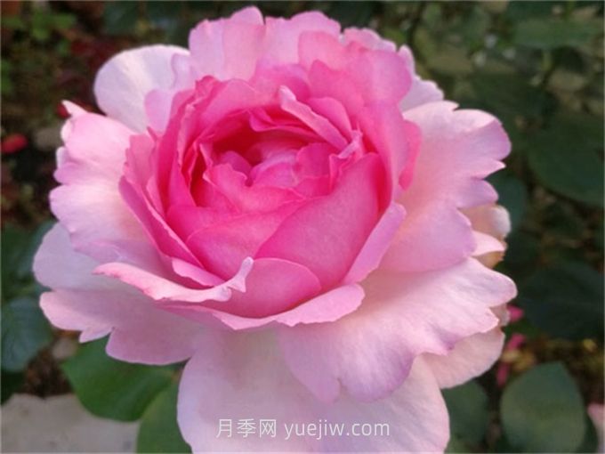 伊芙贵族香水月季介绍和优缺点(图1)