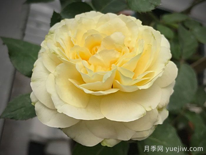 快拳月季(图2)