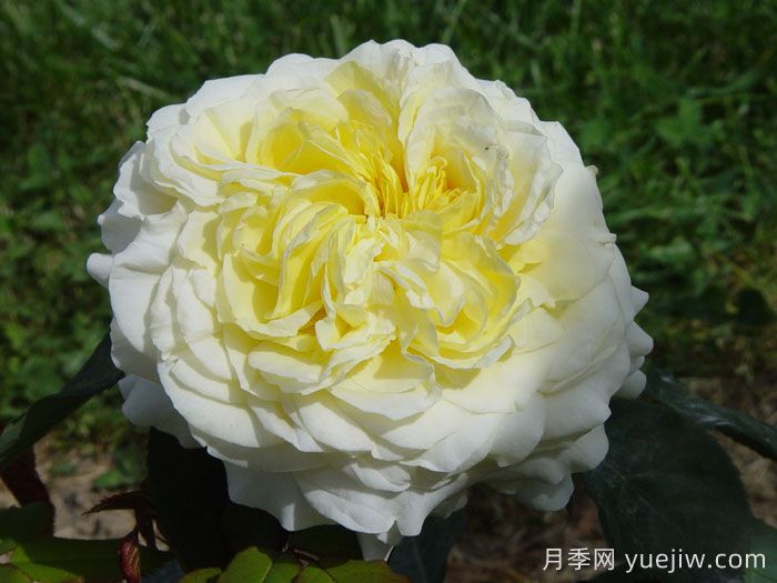 快拳月季(图1)