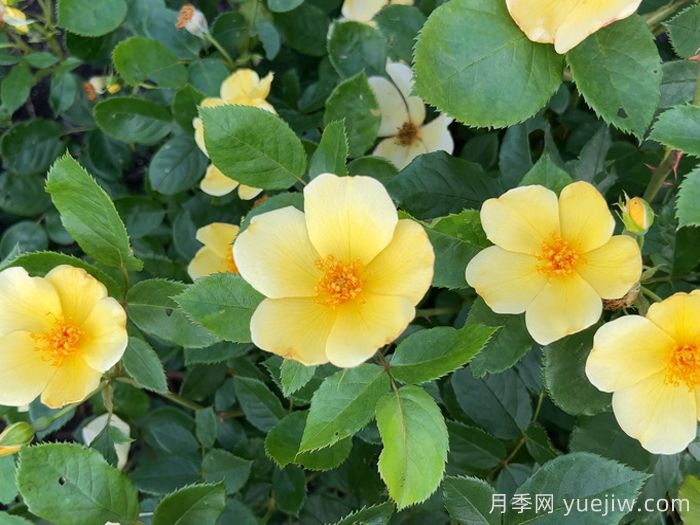 姗姗而来月季/温柔的托特琳月季(图2)