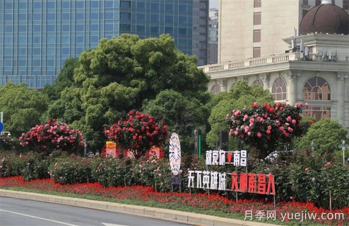 南昌30条月季大道 300万株月季满城飘香(图2)