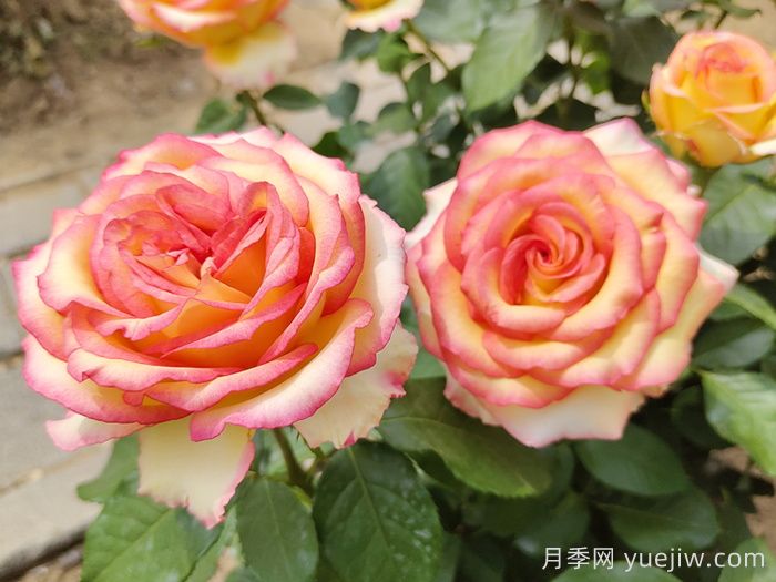 月季，市花之***，东西方的混血美人(图2)