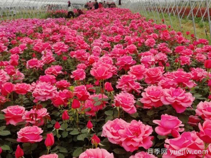 香飘九州，南阳月季何以花满天下？(图1)