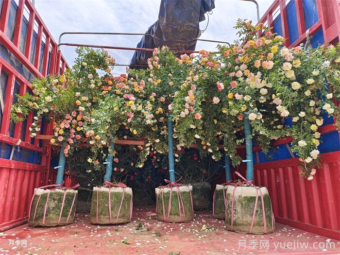 香飘九州，南阳月季何以花满天下？(图2)