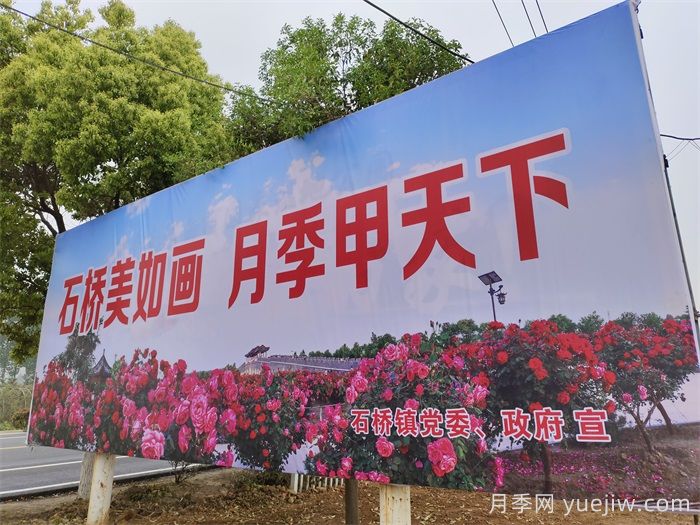 香飘九州，南阳月季何以花满天下？(图3)