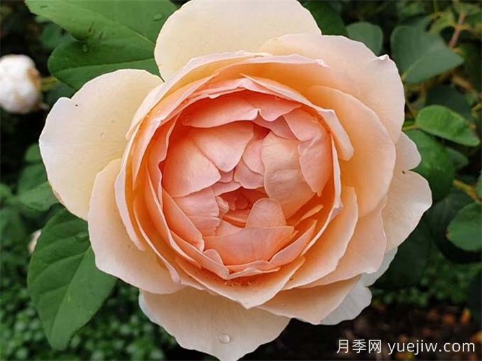 有果香味浓郁的品种有哪些？(图7)