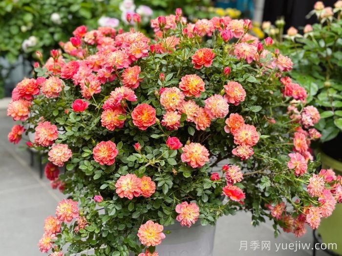 躲躲藏藏月季/捉迷藏月季(图2)