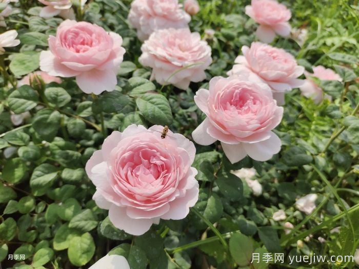    推荐30种漂亮的灌木月季花，花大味香好养(图2)