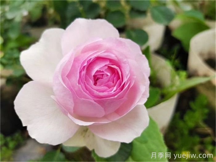    推荐30种漂亮的灌木月季花，花大味香好养(图11)