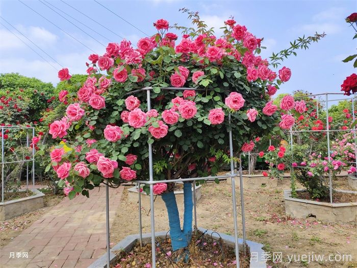 月季品种那么多，为什么中国月季没有地位没有市场？(图2)