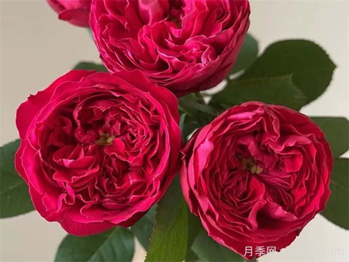 沈阳市小玫瑰开出致富花路(图1)