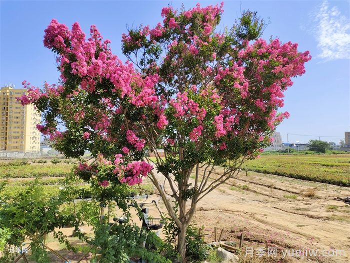 紫薇：谁道花无百日红(图3)