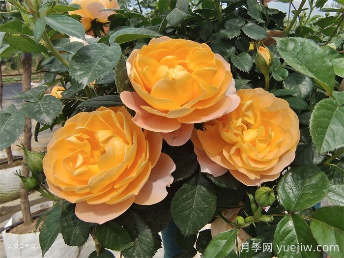 ***畅销三款月季！粉扇、卡罗拉有名(图1)