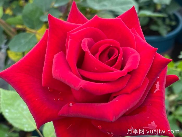 ***畅销三款月季！粉扇、卡罗拉有名(图3)