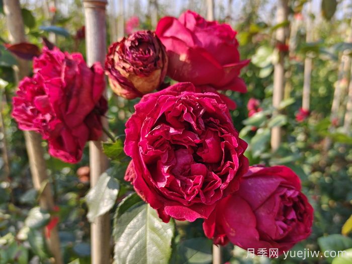 如何用红龙月季培育原生月季树？(图2)