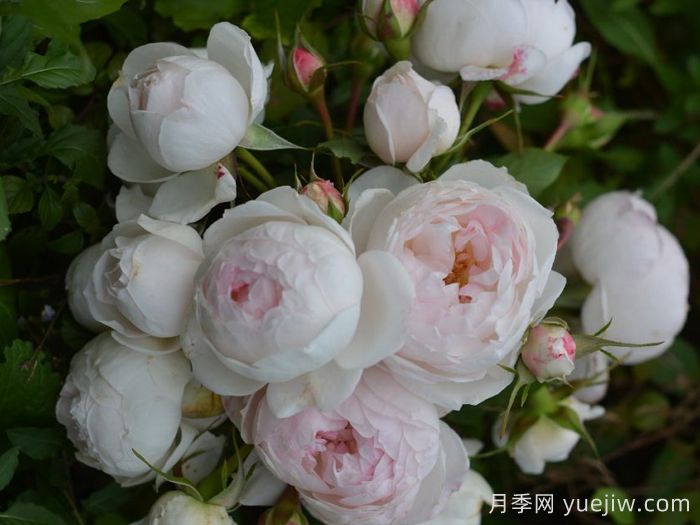 小抒情曲月季介绍和优缺点(图1)