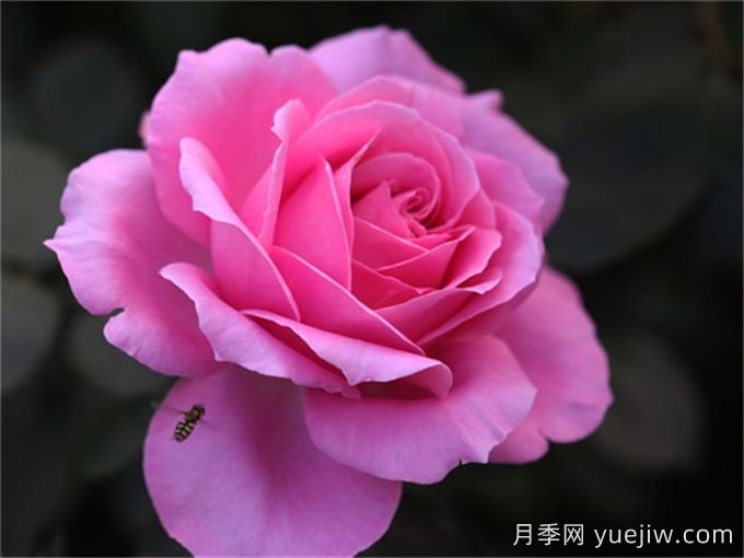 醉红颜月季介绍和优缺点(图1)