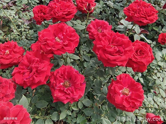 关于切花月季的规范(图1)