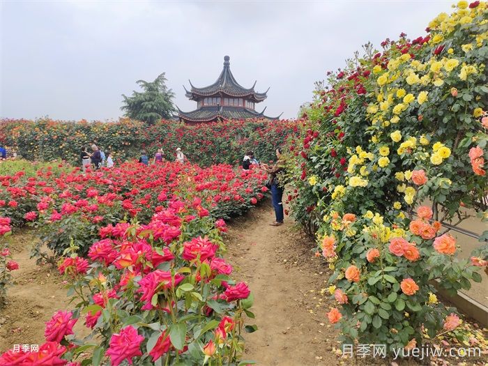 中国月季之乡，南阳中国月季园掠影(图2)