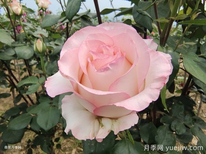 54种常见玫瑰品种大全和寓意(图1)