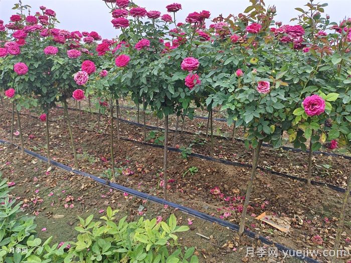 月季花的简单养护技巧(图1)