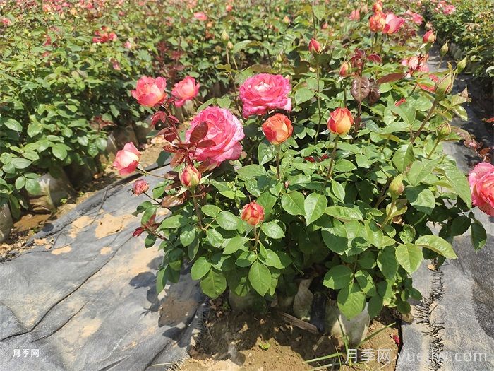 夏季月季种植后的注意事项(图1)