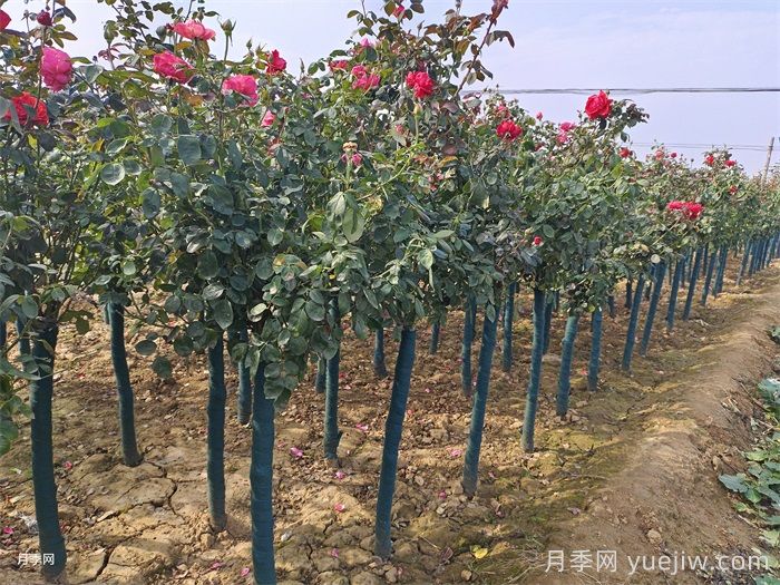 夏季月季种植后的注意事项(图2)