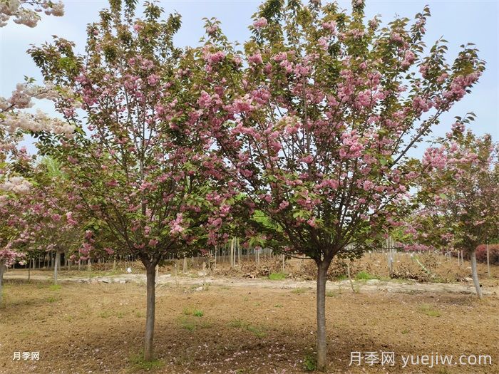 汇总200种常用绿化苗木习性，必须收藏(图3)