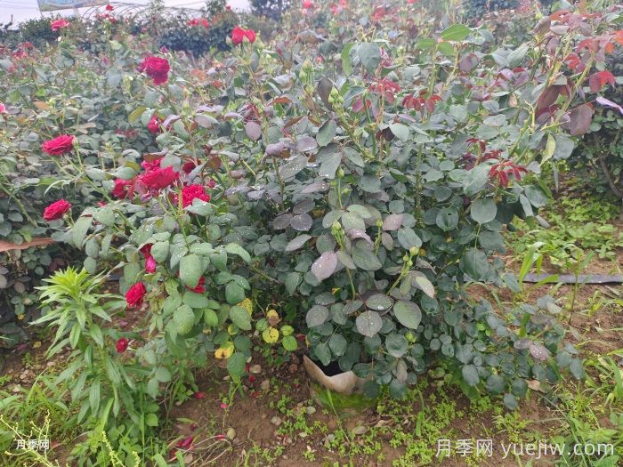 ​夏天月季黑杆怎么救？(图1)