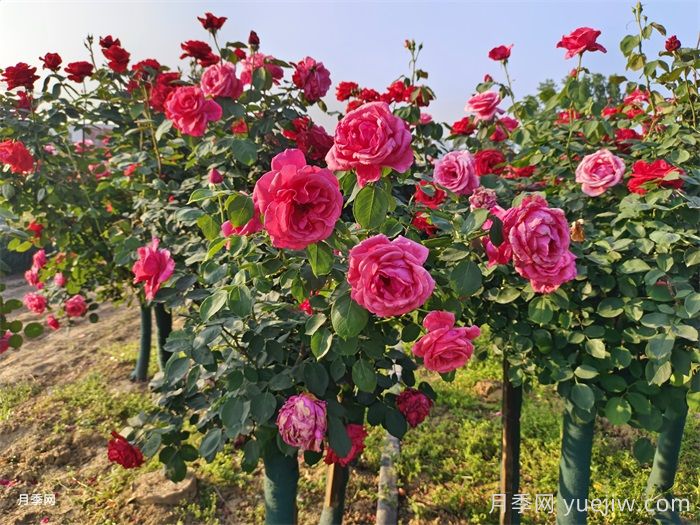 ​夏天月季黑杆怎么救？(图2)
