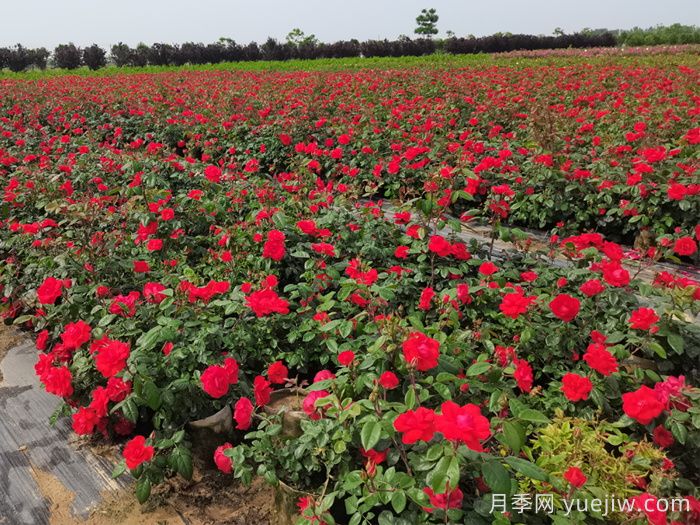 夏天烈日暴晒，要给月季拉遮阳网吗？(图1)