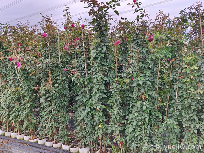 夏天可以给藤本月季塑型吗？(图2)