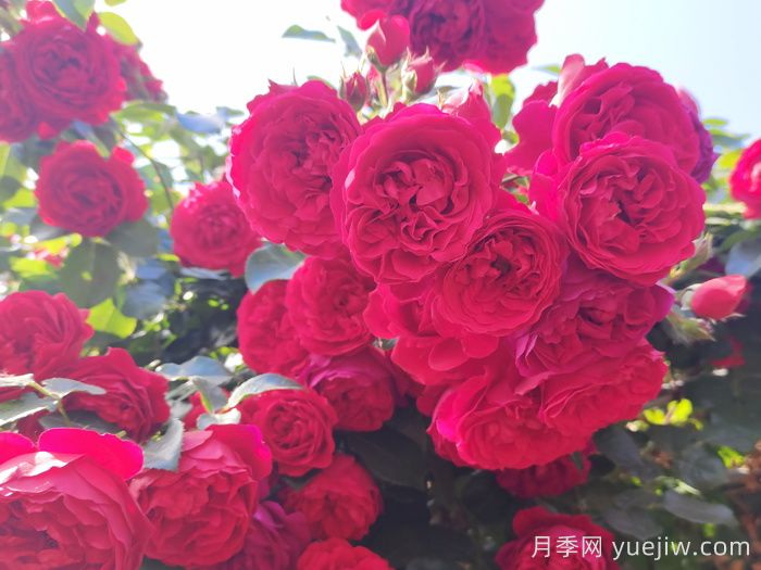 推荐10款经典的藤本月季排行榜，你喜欢哪个？(图1)